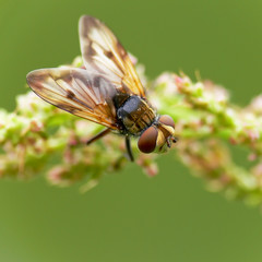 Fly (musca domestica)