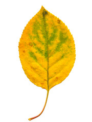 autumnal leaf isolated on the white