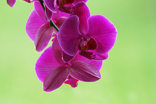 Pistel 이미지 – 찾아보기 69 스톡 사진, 벡터 및 비디오 | Adobe Stock