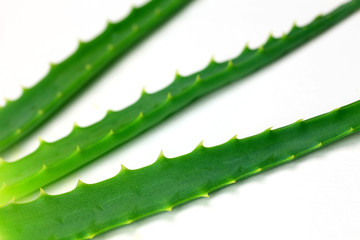 aloe