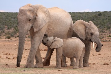 Fototapeta premium Suckling Baby Elephant