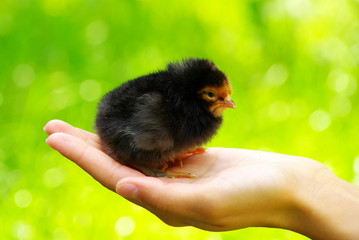 chicken in hand