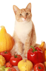 vegeterian cat
