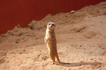 Small meerkat