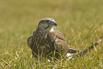 Lanner falcon (falco biarmicus)