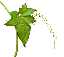 Vine melon isolated on white background