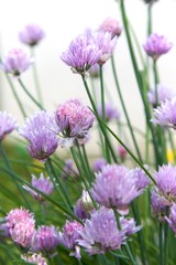 Blühender Schnittlauch