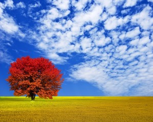autumn red tree among a golden field