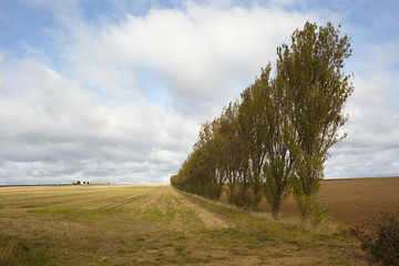 a row of poplars