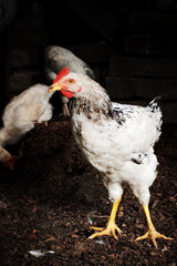chicken standing against dark background, selective focus