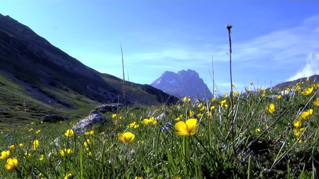 Prato fiorito davanti al Gran Sasso
