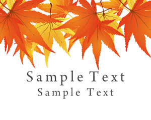 maple leaves background