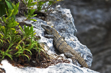 Iguana