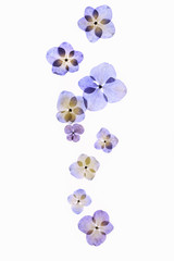 Fototapeta na wymiar 紫陽花の押し花