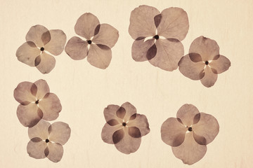 紫陽花の押し花