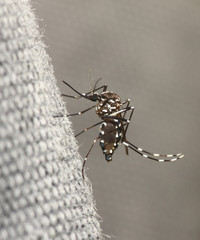 Mosquito tigre