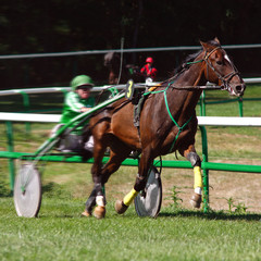 Course hippique 07