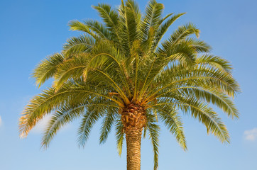 Fototapeta na wymiar Beautiful palm tree over the blue sky
