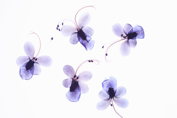 Obraz na płótnie Canvas 小花の押し花（青）