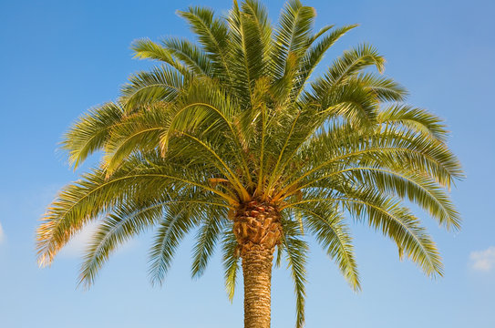 Beautiful palm tree over the blue sky