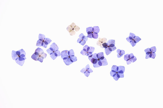 紫陽花の押し花 の画像 146 件の Stock 写真 ベクターおよびビデオ Adobe Stock