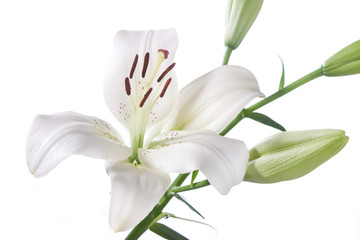 a fragment of white lily.