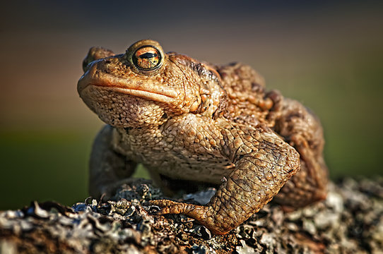 Kroete