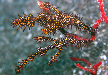 Ornate Ghost pipefish