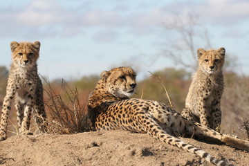 Cheetah with cubs