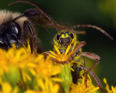 wasp feeding onm flower