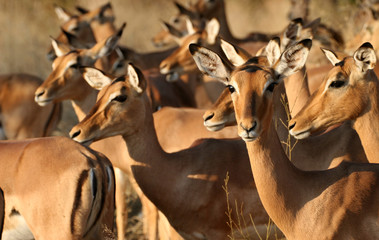 Group of impala females