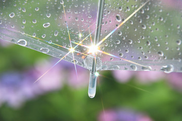 紫陽花と傘