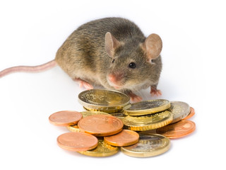 Maus mit Münzen