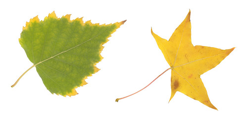 yellow and green autumn leaf isolated on white