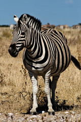 Obraz premium Zebra frontal