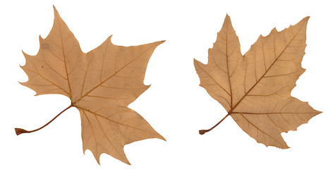 brown autumn leafs isolated on white