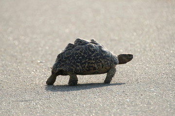Tortoise cross