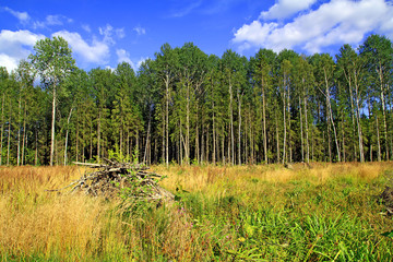 wood near by field