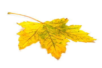 Yellow leaf