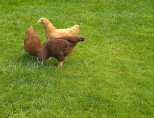 Free Range Chickens