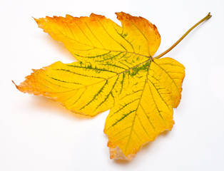 Yellow leaf