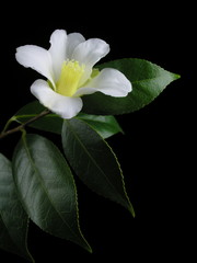 Camellia wabisuke 'Shirowabisuke'