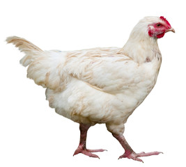 Hen isolated