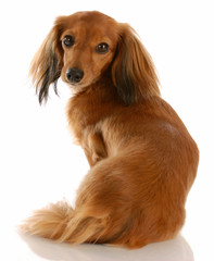 long haired dachshund with looking at camera