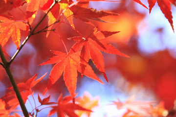 紅葉