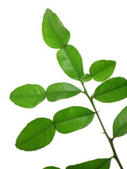 Citrus hystrix (Kaffir lime)
