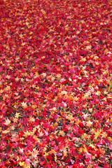 モミジの落ち葉