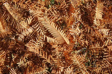 杉の葉の落ち葉