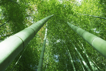 竹林