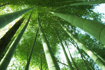 竹林
